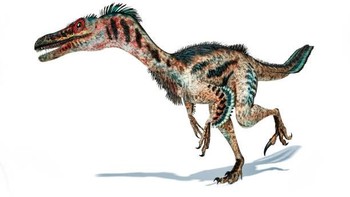 Velociraptor adalah salah satu dinosaurus terkenal di film Jurrasic Park dan tampil di seluruh filmnya. Salah satu ciri paling mencolok dari Velociraptor adalah cakar-cakarnya yang panjang dan melengkung di kaki belakangnya, untuk melumpuhkan dan merobek mangsa mereka. Selain itu, Velociraptor memiliki panjang tubuh sekitar 9 meter dan tinggi sekitar 1 meter. Foto: Leonello Calvetti/Getty Images