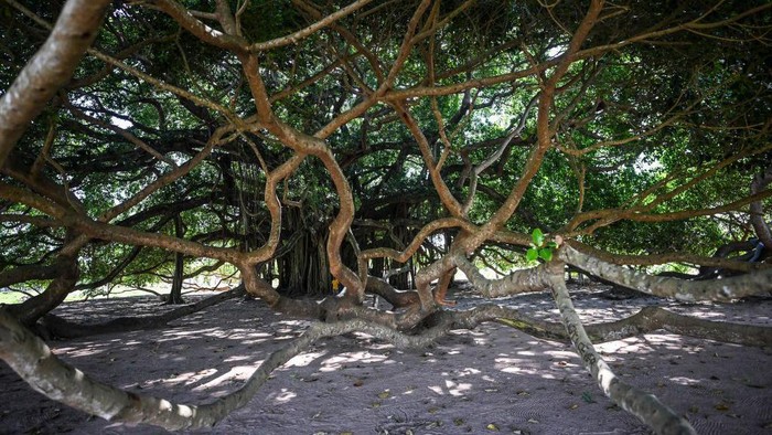 Wow... Kolombia Punya Pohon Raksasa Terlihat Seperti Gunung Aerial view of the tree called Guacari (Ficus elastica) in San Marcos, Colombia on January 30, 2023. - The tree has a diameter of about 75 metres and a current age of 40 years. (Photo by Juan BARRETO / AFP) (Photo by JUAN BARRETO/AFP via Getty Images)