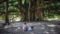Pohon ini juga sering disebut karet kebo, spesies tumbuhan yang berasal dari genus ficus ini asli timur laut India, Nepal, Bhutan, Myanmar, China (Yunnan), Malaysia, dan Indonesia. Tumbuhan dikotil dari kelompok beringin ini dapat tumbuh tinggi mencapai 25-30 meter dan diameter batangnya dapat tumbuh sampai 2 meter bahkan lebih.