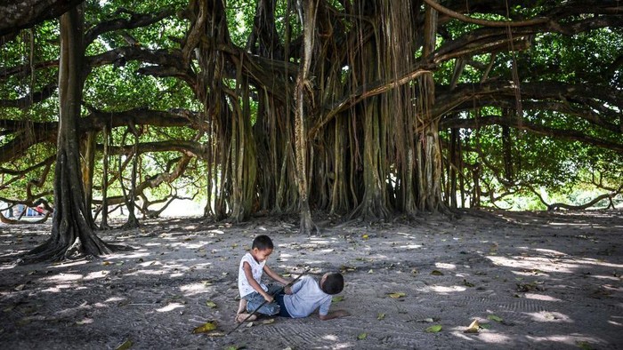 Wow... Kolombia Punya Pohon Raksasa Terlihat Seperti Gunung Aerial view of the tree called Guacari (Ficus elastica) in San Marcos, Colombia on January 30, 2023. - The tree has a diameter of about 75 metres and a current age of 40 years. (Photo by Juan BARRETO / AFP) (Photo by JUAN BARRETO/AFP via Getty Images)