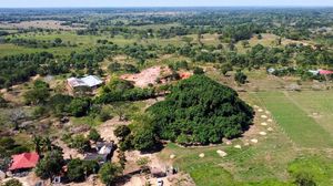 Wow... Kolombia Punya Pohon Raksasa Terlihat Seperti Gunung