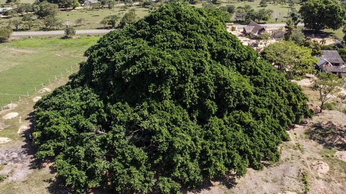 Wow... Kolombia Punya Pohon Raksasa Terlihat Seperti Gunung Aerial view of the tree called Guacari (Ficus elastica) in San Marcos, Colombia on January 30, 2023. - The tree has a diameter of about 75 metres and a current age of 40 years. (Photo by Juan BARRETO / AFP) (Photo by JUAN BARRETO/AFP via Getty Images)
