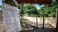 Sebuah poster menampilkan informasi tentang pohon Guacari (Ficus elastica) terlihat di San Marcos, Kolombia.  