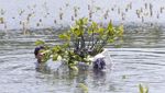 Aksi Tanam Mangrove untuk Jaga Keseimbangan Alam