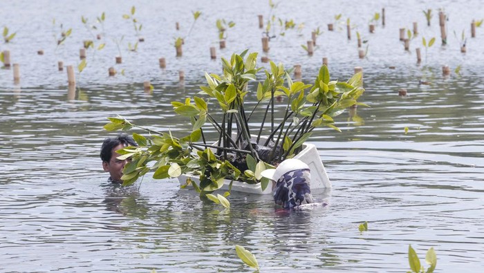 Aksi Tanam Mangrove untuk Jaga Keseimbangan Alam Direktur Utama Meratus Slamet Raharjo bersama CEO & Founder Jejak In Arfan Arlanda dan Chief Commercial Officer Meratus Alex Hadinoto menanam Mangrove saat peluncuran layanan Meratus Earth Squad di Taman Wisata Alam Mangrove, Jakarta, Kamis (9/2/2023).