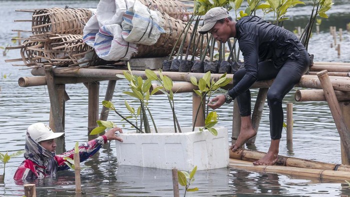 Aksi Tanam Mangrove untuk Jaga Keseimbangan Alam Direktur Utama Meratus Slamet Raharjo bersama CEO & Founder Jejak In Arfan Arlanda dan Chief Commercial Officer Meratus Alex Hadinoto menanam Mangrove saat peluncuran layanan Meratus Earth Squad di Taman Wisata Alam Mangrove, Jakarta, Kamis (9/2/2023).