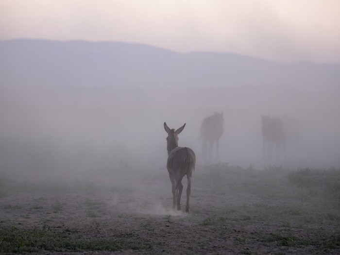 Donkey in dust, Kayseri/Turkey