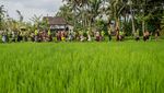 Kemeriahan Tradisi Mewarnai Diri Untuk Usir Roh Jahat di Bali