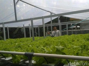 Menagih Janji Pemprov Jabar soal Petani Milenial