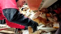 Petugas mengevakuasi kucing tersebut dari reruntuhan bangunan.