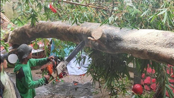 Pohon tumbang di Bogor. (M Sholihin/detikcom)