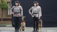 21 orang terbagi dalam tim medis, tim DVI dan tim K9. 6 sisanya dari Kasatgas dan staf.