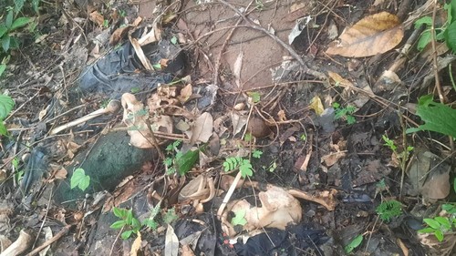 Rangka tubuh Gaspar Dopi Iri (34) ditemukan berserakan di kebun kemiri milik Elisabet Boleng Mukin (43) di Gomi, Desa Lewoingu, Kecamatan Titehena, Kabupaten Flores Timur. (IST)