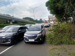 Di Balik Angin Kencang Jakarta Penyebab Banyak Pohon Tumbang