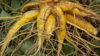 Sayuran yang tumbuh pada bagian akar ini hanya ditemukan di pegunungan Andes. Sayuran bernama Mauka yang sudah langka ini konon dapat tumbuh hingga sebesar lengan pria dewasa. Foto: Dexerto