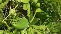 Dikenal juga sebagai timun khas Andes, achojcha biasa digunakan untuk supm salad maupun hidangan penutup. Sayangnya tanaman ini tak bisa tumbuh liar sehingga membuatnya punah. Foto: Dexerto