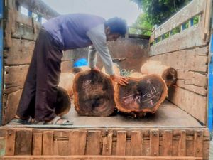 Angkut Kayu Sonokeling Ilegal, Sopir-Kenek Truk Diamankan di Situbondo