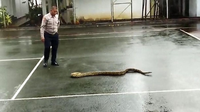 Ular sanca yang berkeliaran di Pendopo Sukabumi