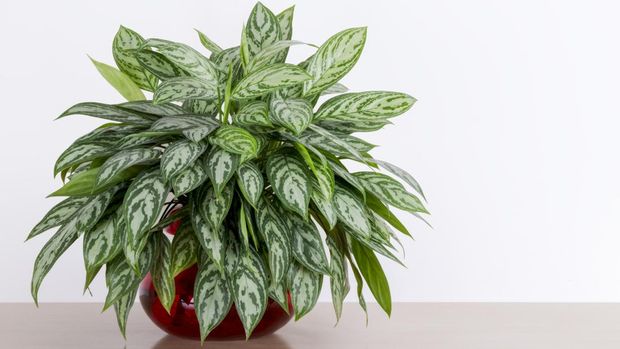 Chinese Evergreen Foto: Getty Images/iStockphoto/dropStock