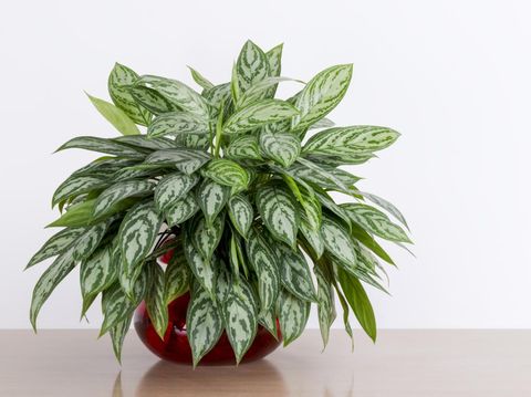 Aglaonema Maria houseplant cuttings in a red glass vase in front of a white wall, Chinese Evergreen