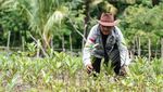 Aksi KEHATI Tanam 30.000 Bibit Mangrove Demi Kelestarian Alam