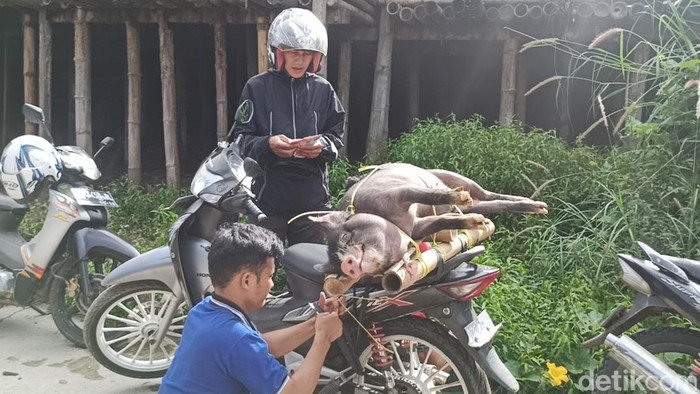 Aktivitas jual beli babi di pasar hewan Toraja.
