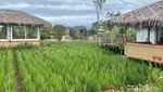 Sejuk! Ngariung Menikmati Hidangan Sunda di DSawah Bogor