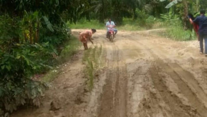 Emak-emak di Mamuju  menanam padi di jalan gegara tak kunjung diperbaiki.