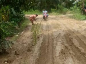 Emak-emak di Mamuju Tanam Padi di Jalan Rusak yang Tak Kunjung Diperbaiki
