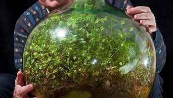 Pada tahun 1960, David Latimer menanam taman di dalam botol kaca raksasa dan menutupnya. Latimer hanya membuka botol sekali pada tahun 1972 untuk menambahkan sedikit air. Ekosistem mandiri telah berkembang selama 60 tahun. Foto: Instagram/historyinpictures