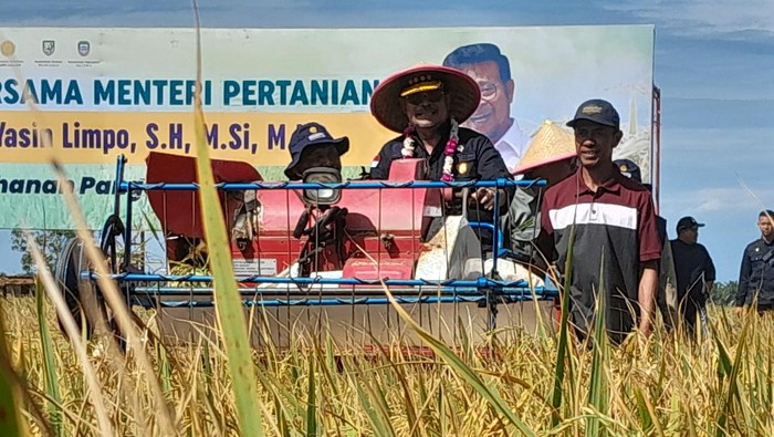 Mentan Syahrul Yasin Limpo saat panen raya di Bengkulu. (Hery Supandi/detikSumut)