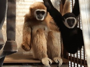 Terungkap! Misteri Owa di Jepang Hamil Meski Tinggal Sendiri