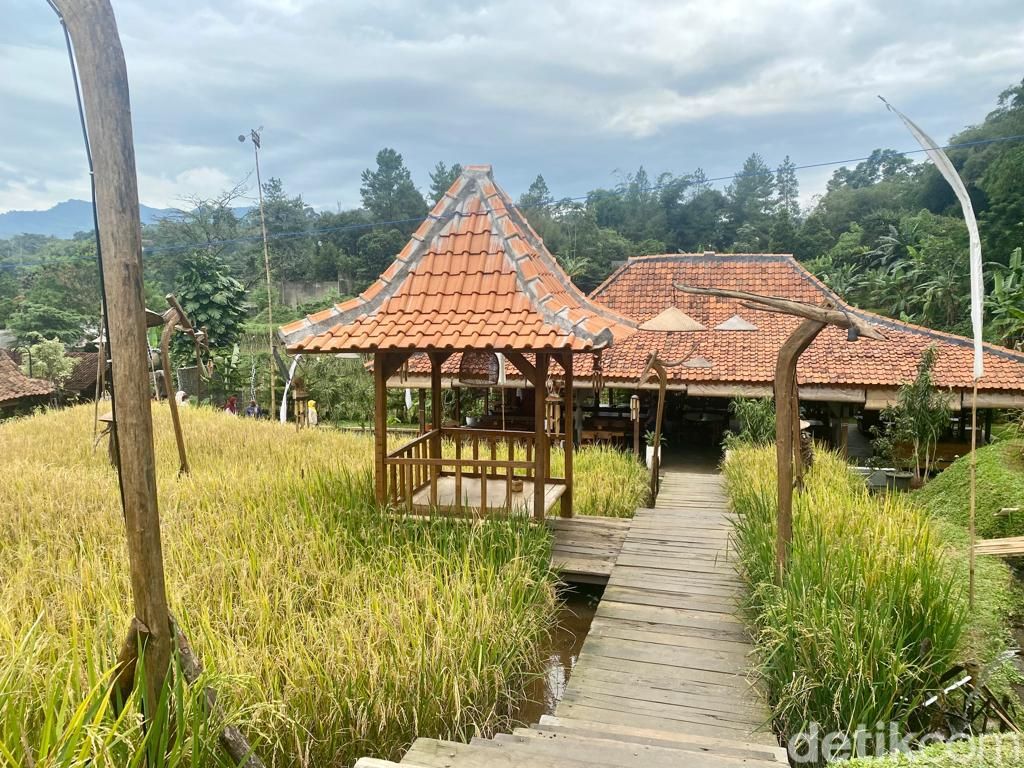 Ngopi di Sawah