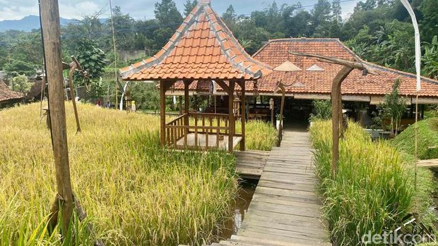 Ngopi di Sawah