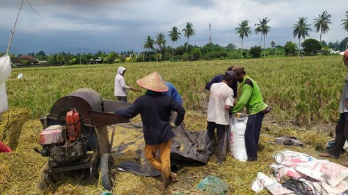 Petani di Kabupaten Jembrana unjuk gigi karena harga gabah saat ini menyentuh puncak tertinggi sepanjang sejarah, yakni Rp 6.000 per kg.