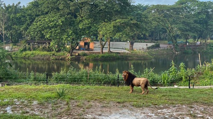 Penampakan singa di Solo Safari, Jumat (10/2/2023).
