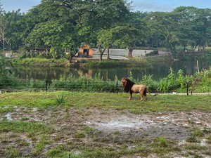 Tak Lagi di Kandang, Solo Safari Lepasliarkan Seekor Singa