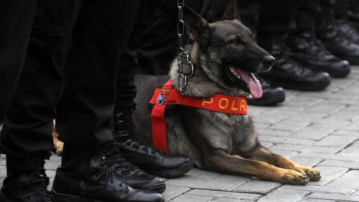 Polri Kirim 26 Personel untuk Bantu Gempa Turki, Ada Tim Medis hingga K9 JAKARTA, INDONESIA - FEBRUARY 09: National Police Maintenance Agency Commissioner General Arief Sulistyanto (L) inspects police medics and K-9 during a humanitarian mission discharge event to Turkiye and Syria to participate in search and rescue operations at the Police Headquarters in Jakarta, Indonesia, on February 09, 2023. Early Monday morning, a strong 7.7 earthquake, centered in the Pazarcik district, jolted Kahramanmaras and strongly shook several provinces, including Gaziantep, Sanliurfa, Diyarbakir, Adana, Adiyaman, Malatya, Osmaniye, Hatay, and Kilis. Later, at 13.24 p.m. (1024GMT), a 7.6 magnitude quake centered in Kahramanmaras' Elbistan district struck the region. Turkiye declared 7 days of national mourning after deadly earthquakes in southern provinces. (Photo by Eko Siswono Toyudho/Anadolu Agency via Getty Images)
