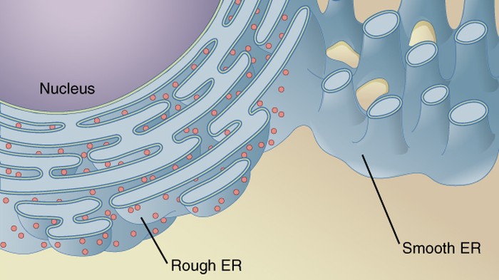 Ilustrasi retikulum endoplasma.