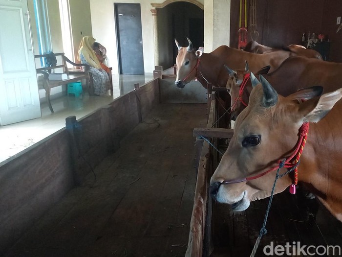 Sapi istimewa di rumah mewah milik Sultan Madura