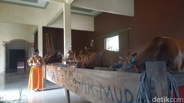 Sapi Sultan Madura yang dirawat di rumah mewah
