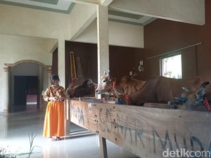 Mewahnya Kandang Sapi Milik Sultan Madura Bos Besi Tua di Jakarta