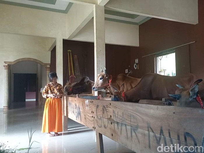 Sapi Sultan Madura yang dirawat di rumah mewah
