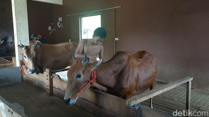 Sapi Sultan Madura yang dirawat di rumah mewah