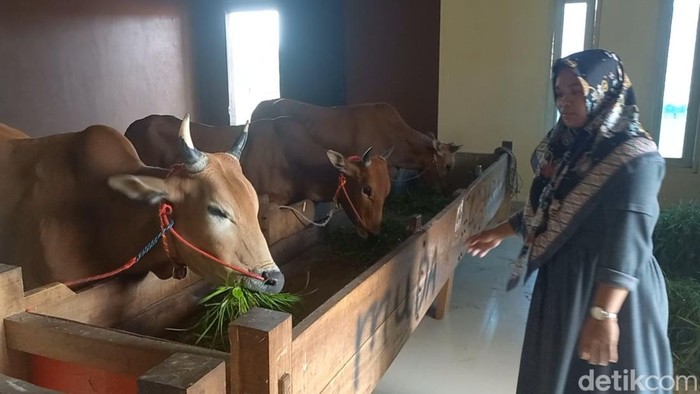 Sultan Madura Kandang Sapi Mewah