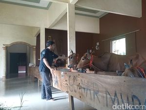 Jatim Sepekan: Kandang Sapi Mewah Sultan Madura-Singa Taman Safari Tabrak Mobil