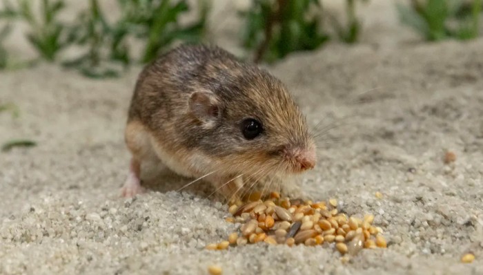 Tikus tertua di dunia