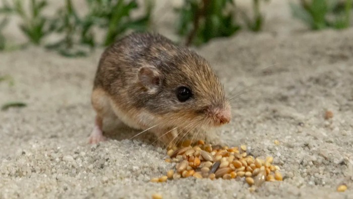 Tikus tertua di dunia