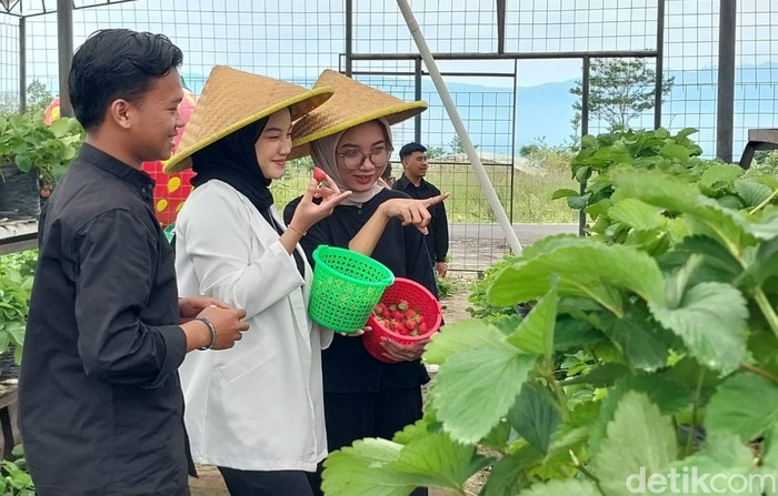 Wisata Petik Strawberry, Desa, Pandanrejo, Kota Batu, Jawa Timur, Indonesia