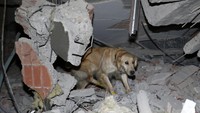 Anjing pelacak itu terus mengendus-endus untuk mencari korban di balik reruntuhan bangunan.